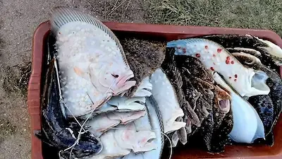 Камера ги издаде: водолази извадиха 15 калкана незаконно край Шабла