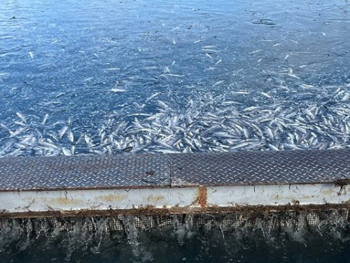 Отрова в извор край Карлово уби 1,5 тона пъстърва за над 582 000 евро