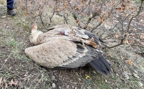 Отровни примамки унищожиха рядка популация лешояди в България