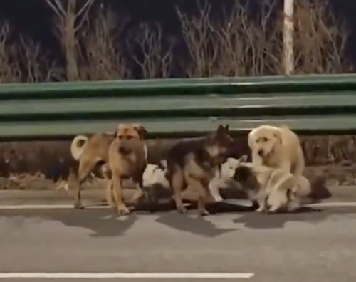 Бягство от нелегален транспорт: корги поведе 7 откраднати кучета 17 км към дома (ВИДЕО)