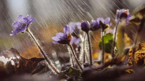 Студ нахлува в страната: Teмпературите падат, идват валежи