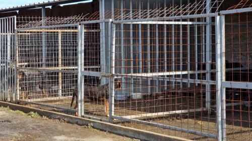 Мъж влезе с взлом в приют в Благоевград, за да си вземе кучето