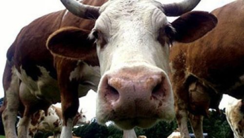 Велико Търново затяга контрола върху превоза на животни заради шап и шарка край България