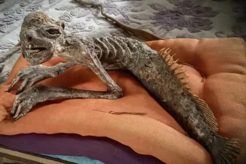 &bdquo;Мумифицирана русалка&ldquo; изплува от стара къща във Фукушима и отива на търг