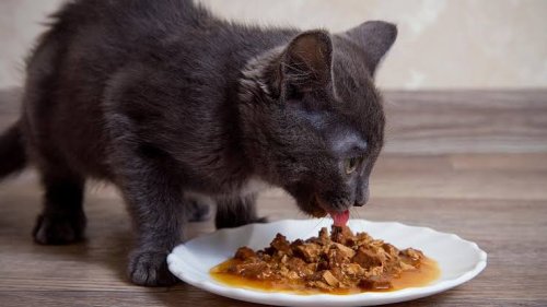 Тежки метали, открити в продукти от тествани марки котешка храна