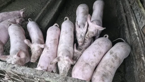  БАБХ разкри незаконна продажба на прасета и месо край Плевен
