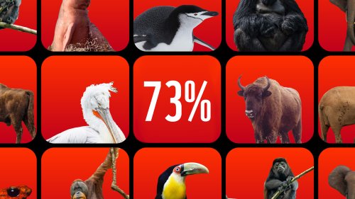 WWF: Дивите животни изчезват с шокираща скорост &ndash; минус 73% за 52 години