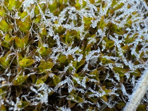 Китайски мъх оцелява в космоса и при -196&deg;C: пробив с потенциал за мисии към Марс