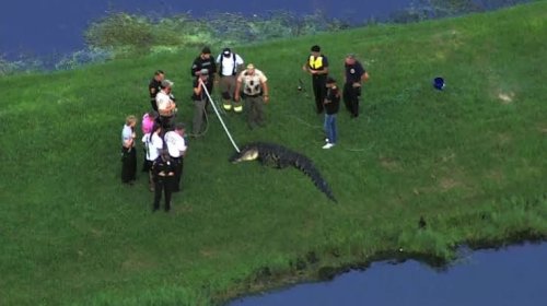 Ужас във Флорида! Огромен алигатор повлече 71-годишен рибар под водата