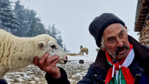 Да помогнем на бай Рибан: Всеки да си купи по едно агне!