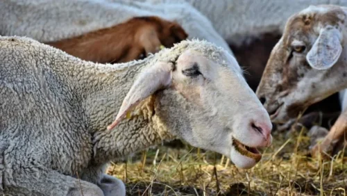 БАБХ с тревожно предупреждение преди Великден: Шапът е на прага, не внасяйте месо и мляко