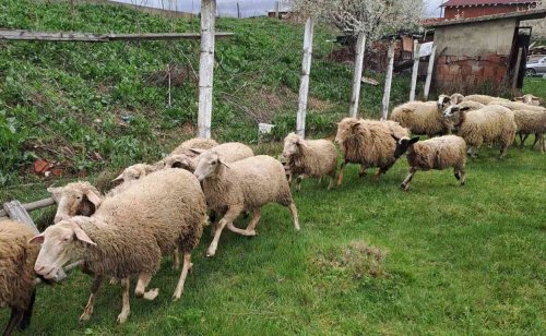 Скандал в животновъдството: Стотици &bdquo;изчезнали&ldquo; животни в Кюстендил