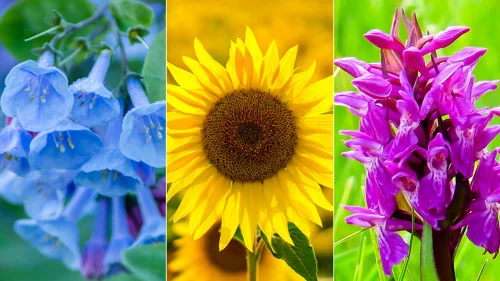 Как растенията &bdquo;усещат&ldquo; пролетта: светлина, температура и вътрешен часовник