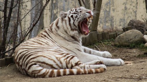 Софийският зоопарк е отворен и по празниците: касите работят до 18:00 ч.