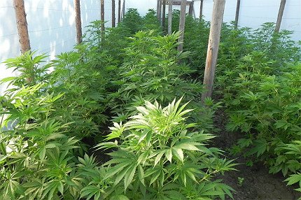 Разбиха организирана престъпна група за наркотици, открити над 250 кг марихуана