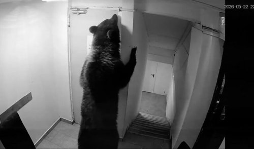 Мечка разби входа и влезе в хотел в Румъния (ВИДЕО)