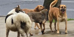 СОФИЯ ПРОПИЩЯ! Глутници кучета плашат редица столични квартали (ВИДЕО)