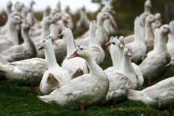 Птичи грип удари ферма с 8000 патици край Раковски: БАБХ затвори района в две зони
