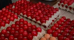 2026 червени яйца в Бачковския манастир: традицията на Велика събота продължава